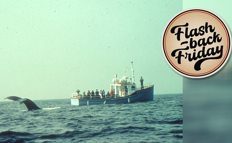a whale watching tour boat on the ocean in the distance watching as a whale's tail is above the surface