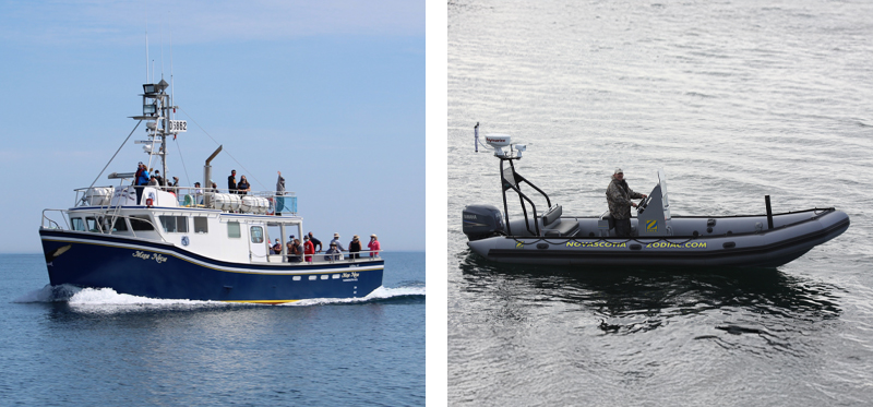 Left, a larger whale and seabird cruise boat on the ocean on a sunny and calm day, and right, a Zodiac Rigid Inflatable Boat (RIB) on the ocean