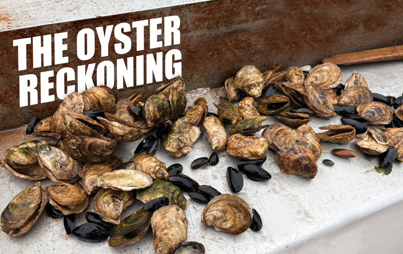 Mussels and oysters on a counter-top. The mussels appear healthy and are clean looking, but the oysters look grungy and bad. The words 'The Oyster Reckoning" appear behind the shells and seems to be on the wall or backsplash, and in the sort of distressed style with a rough paint finish