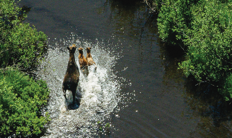 A moose and her 2 calves are running through a shallow and narrow waterway with green bushes and other plants on the shores. There is water splashing around them as they run.