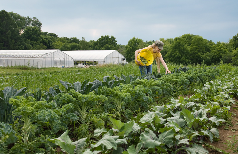 A woman wearing a brimmed hat is holding a basket and is leaning over crops growing on a farm. There are various types of crops in rows, and there are 2 greenhouses in the backgroud. The leaves are still green on the trees in the background and the sky is a sort of dark grey blue.